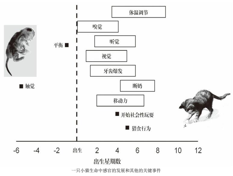 一只小猫生命中感官的发展和其他的关键事件